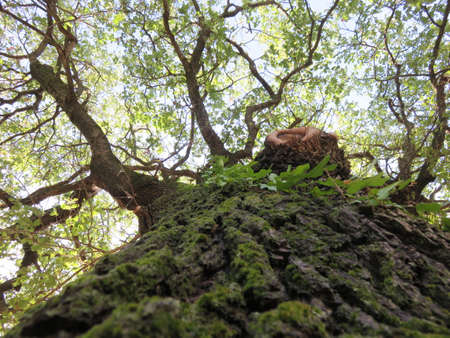 Tree in perspective photographed like this is as if we were embracing them a beautiful feelingの写真素材