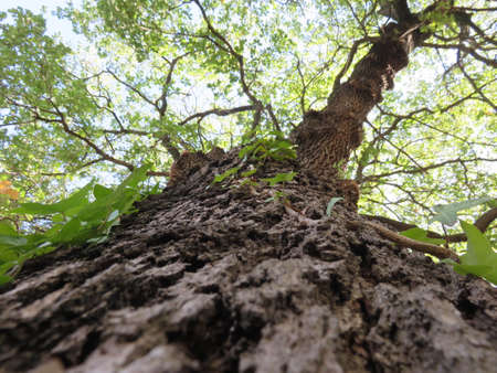 Tree in perspective photographed like this is as if we were embracing them a beautiful feelingの写真素材