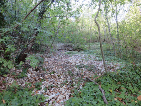 wild natureの写真素材