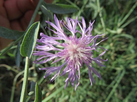 Wild flower in greenの写真素材