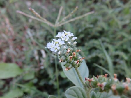 Wild flowerの写真素材