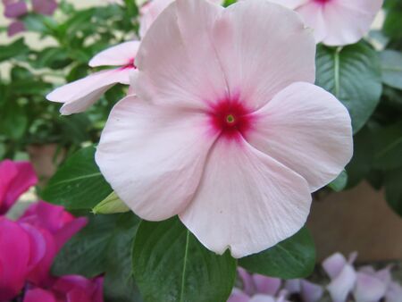 Garden flowerの写真素材