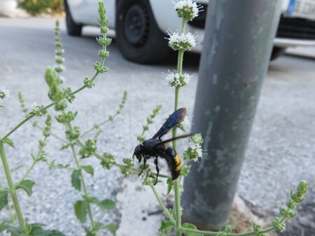 Scolia hirtaの写真素材