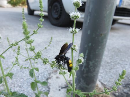 Scolia hirtaの写真素材