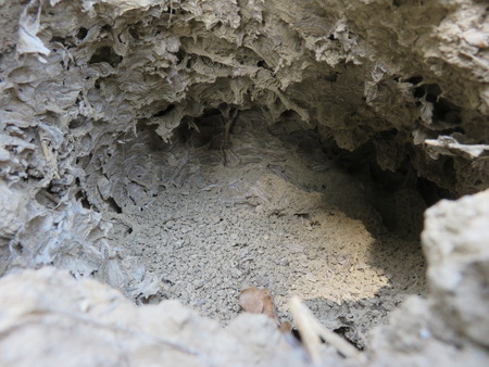 Wasp nestの写真素材