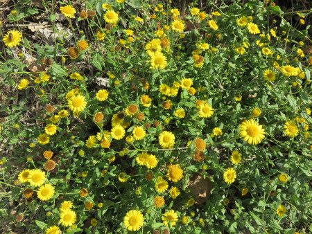wild flowerの写真素材