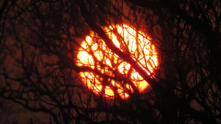 Sunset behind the branches of a tree. Silhouette of a tree.の写真素材