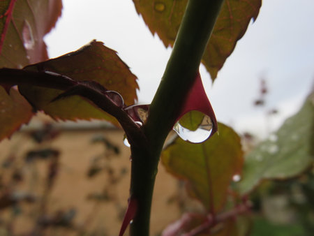 Water droplets on the leaves of a rose after the rain.の写真素材