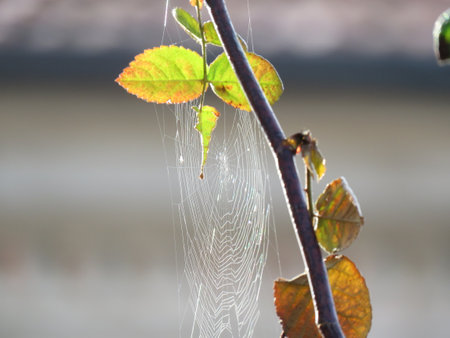 Spider web on a tree branch with leaves in the morning light.の写真素材