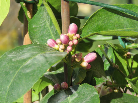 Close-up of pink flowers on the branches of a lemon treeの写真素材