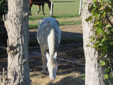 The horse is one of the most beautiful and elegant animals that nature offers us here a beautiful specimenの写真素材