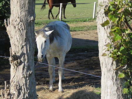 The horse is one of the most beautiful and elegant animals that nature offers us here a beautiful specimenの写真素材