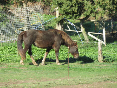 The horse is one of the most beautiful and elegant animals that nature offers us here a beautiful specimenの写真素材