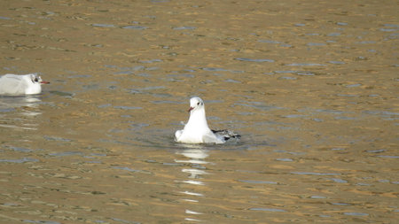 The water bird par excellence, the seagull is a particular bird that swallows practically everythingの写真素材
