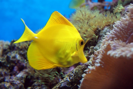 Yellow fishの写真素材