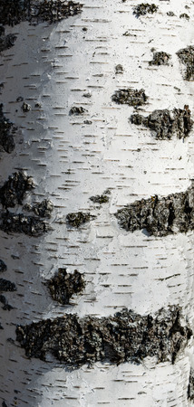 Birch tree barkの写真素材