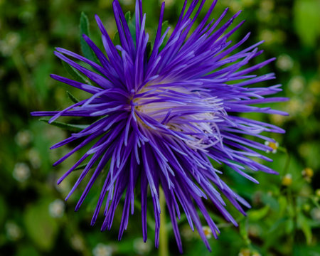 Purple aster flower on a green background. Close-up.の写真素材