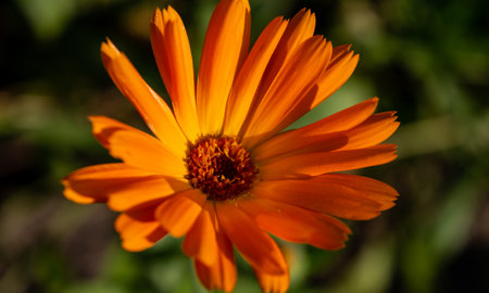 Calendula officinalis, also known as marigold.の写真素材