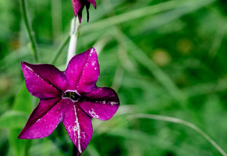 Purple flower in the meadow with green grass in the background