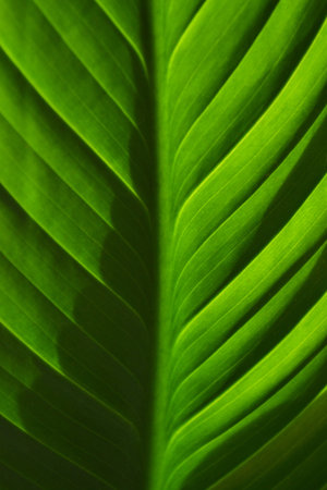 Close-up of bright green Leaf