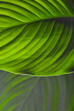 Close-up of bright green Leaf