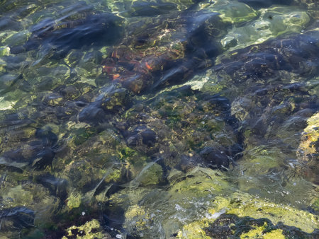 Colorful stones in water as a natural background