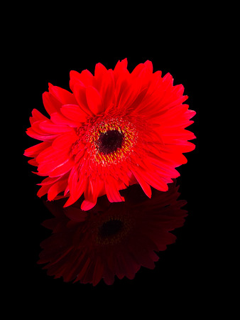 Red gerbera in closeup isolated on black backgroundの写真素材