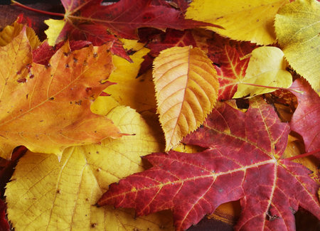 Colorful backround of fallen autumn leaves