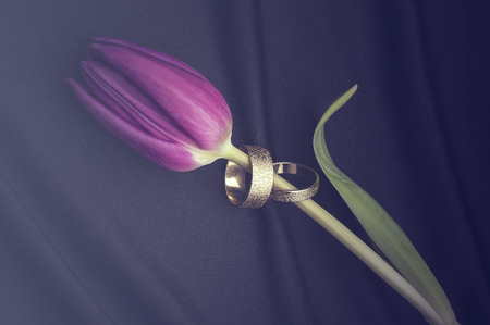 Two platinum or white gold wedding rings threaded onto the stem of a single fresh purple tulip lying diagonally on a black textured fabric with soft folds in a concept of romance and loveの写真素材