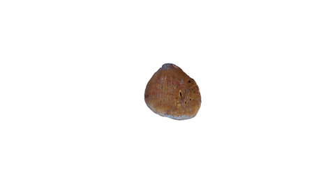 Patella bone of human on isolated white background, anterior view