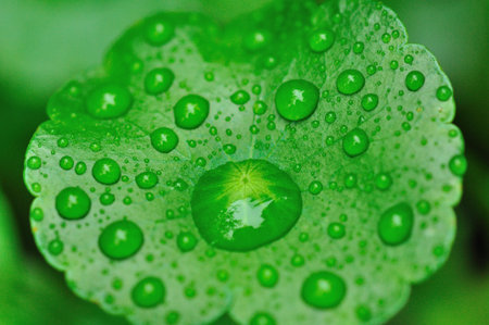 Coin grass