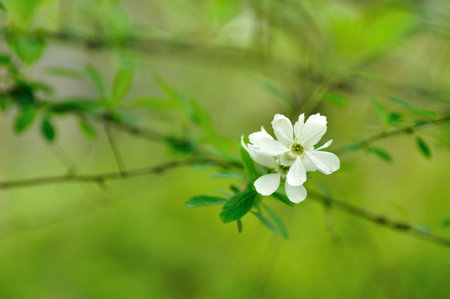 Exochorda racemosa