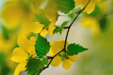 Kerria japonica flowersの写真素材