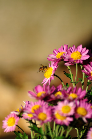 Chrysanthemumの写真素材