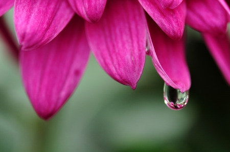 Water dropsの写真素材