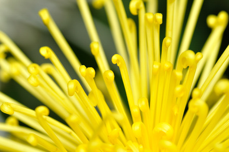 Chrysanthemumの写真素材