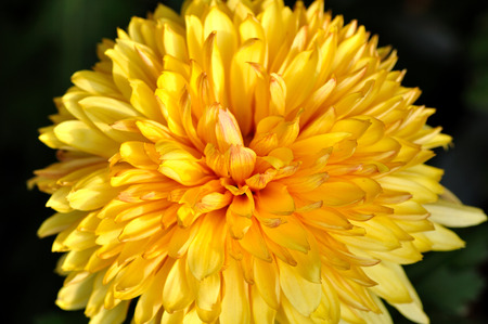 Chrysanthemumの写真素材