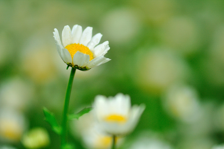 Daisyの写真素材