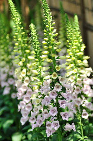 Enkianthus quinqueflorusの写真素材