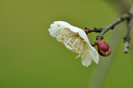 Plum blossomの写真素材
