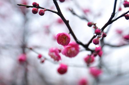 Plum blossomの写真素材