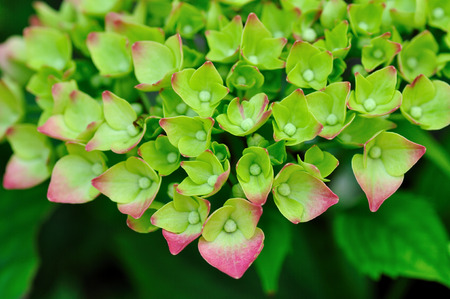Hydrangeaの写真素材