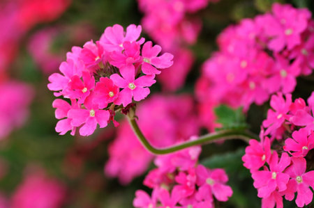 Verbena hybridaの写真素材