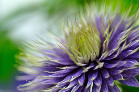 Ranunculaceae from Clematis (Ranunculaceae), plants of the genus Clematis, mostly Woody climbersの写真素材