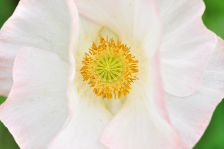 poppyの写真素材