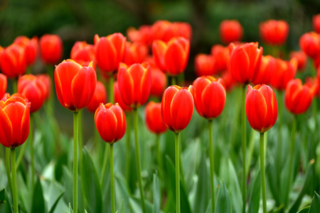 Tulipの写真素材