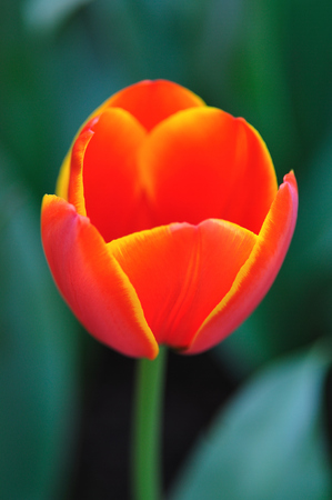 Tulipの写真素材