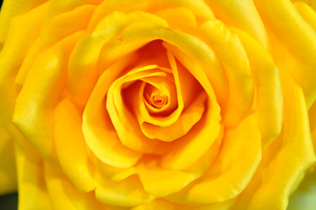 Yellow roseの写真素材