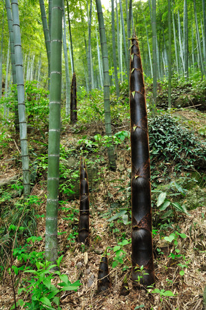 Bamboo shootsの写真素材