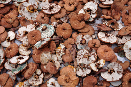 Ganoderma lucidum